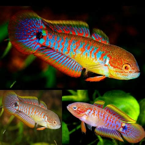 live fish australia|aquarium fish online australia.